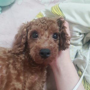 강아지분실실종 경기도 부천시 소사구