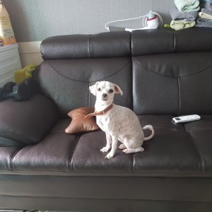 강아지분실실종 경기도 화성시