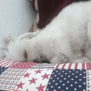 강아지분실실종 경기도 하남시