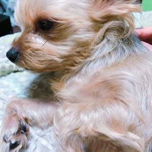 강아지분실실종 경기도 화성시