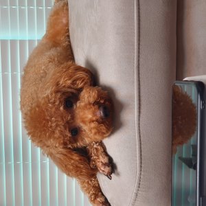 강아지분실실종 경기도 양주시