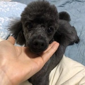 강아지분실실종 서울특별시 관악구