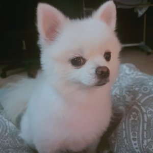 강아지분실실종 경기도 화성시