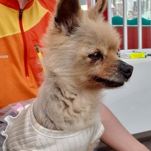 강아지분실실종 부산광역시 북구