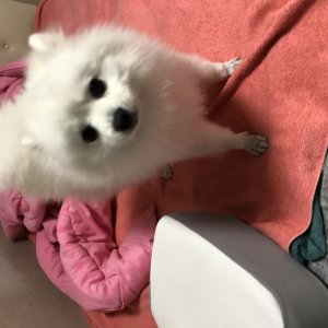 강아지분실실종 경기도 의정부시