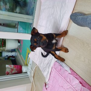 강아지분실실종 경기도 하남시