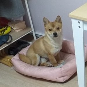 강아지분실실종 경기도 부천시 원미구