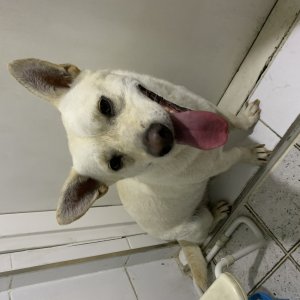 강아지분실실종 서울특별시 용산구