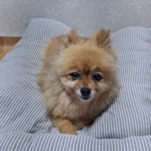 강아지분실실종 서울특별시 금천구