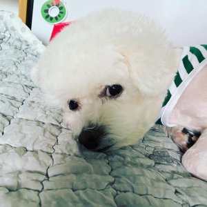 강아지분실실종 경기도 광명시
