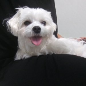 강아지 구조 말티즈 부산광역시 부산진구