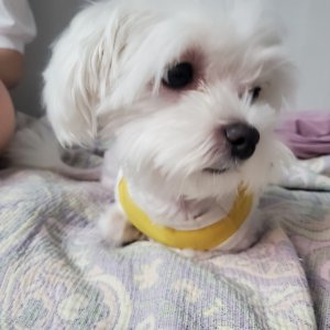 강아지분실실종 대전광역시 서구