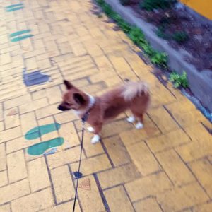 강아지분실실종 울산광역시 동구