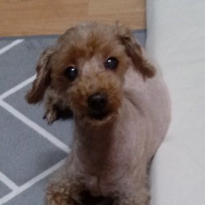 강아지분실실종 경기도 부천시 소사구