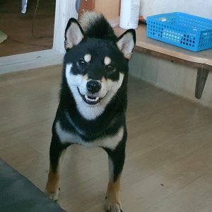 강아지분실실종 경상남도 김해시