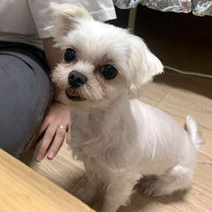강아지분실실종 경상남도 창원시 마산회원구