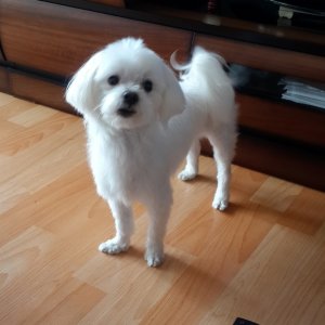 강아지분실실종 경상남도 합천군