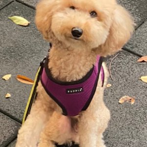 강아지분실실종 서울특별시 성동구