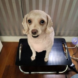 강아지분실실종 서울특별시 마포구