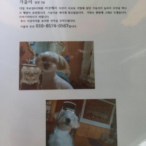 강아지분실실종 대구광역시 서구