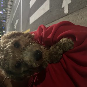 강아지 목격 푸들 서울특별시 서대문구