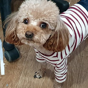 강아지분실실종 충청남도 아산시