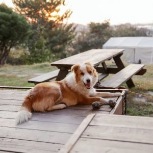 강아지를 찾습니다 보더콜리 경기도 안성시