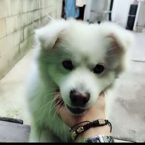 강아지분실실종 경기도 광주시