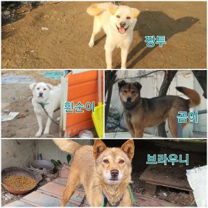 강아지를 찾습니다 믹스견 경기도 고양시 일산서구