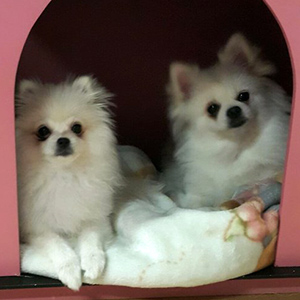 강아지분실실종 제주특별자치도 서귀포시