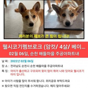 강아지를 찾습니다 웰시코기펨브로크 전라남도 순천시