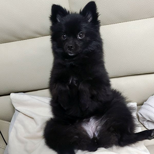 강아지분실실종 강원도 원주시