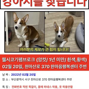 강아지를 찾습니다 강아지 전단지