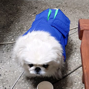 강아지분실실종 전라북도 익산시