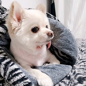 강아지분실실종 광주광역시 서구