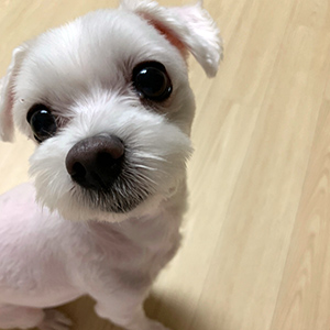 강아지분실실종 경기도 용인시 수지구