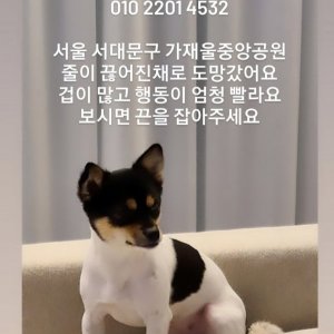 강아지를 찾습니다 잭러셀테리어 서울특별시 서대문구