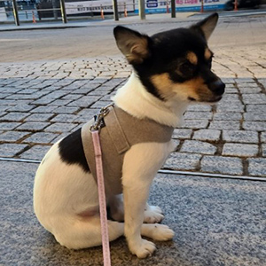 강아지분실실종 서울특별시 서대문구