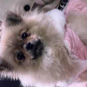 강아지분실실종 강원도 평창군