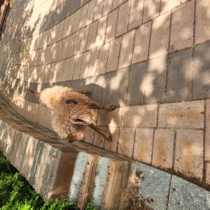 강아지 목격 푸들 서울특별시 구로구