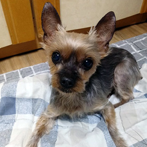 강아지분실실종 경기도 안산시 상록구