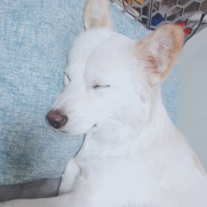 강아지분실실종 경기도 파주시
