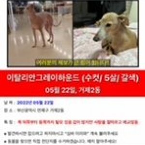 강아지를 찾습니다 그레이하운드/이탈리언그레이하운드 부산광역시 연제구