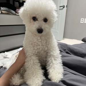 강아지분실실종 경상북도 영천시