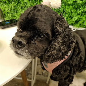 강아지분실실종 인천광역시 서구