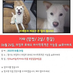 강아지를 찾습니다 믹스견 경기도 의정부시