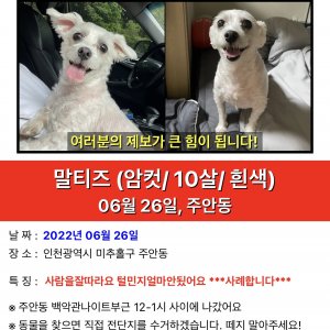 강아지분실실종 인천광역시 미추홀구