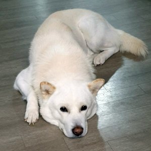 강아지분실실종 경기도 의왕시