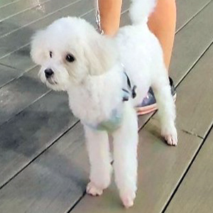 강아지분실실종 충청남도 천안시 서북구