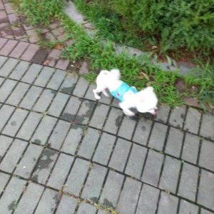 강아지분실실종 전라북도 익산시
